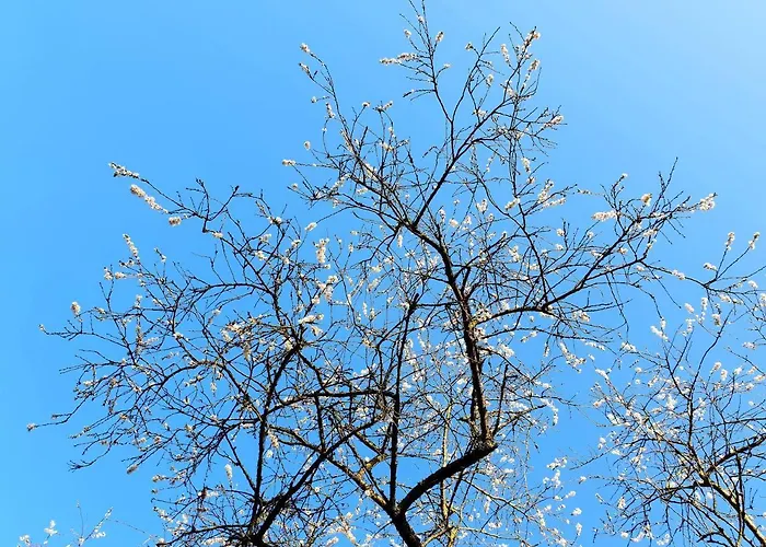 L'amour Pur Tatil Evi Schoorl