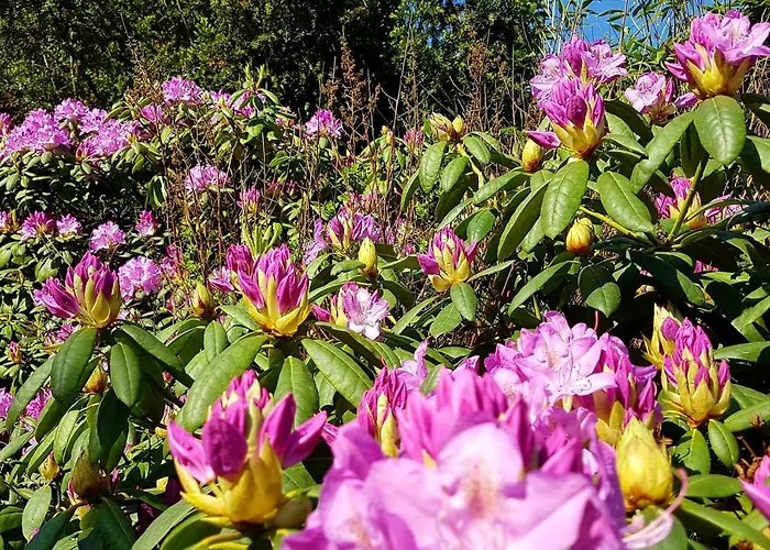 Ferienhaus L'amour Pur Schoorl